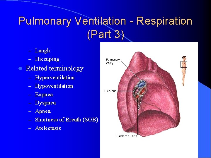 Pulmonary Ventilation - Respiration (Part 3) – Laugh – Hiccuping l Related terminology –