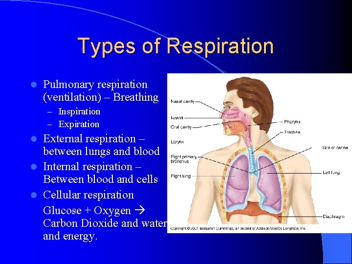 Types of Respiration l Pulmonary respiration (ventilation) – Breathing – Inspiration – Expiration External