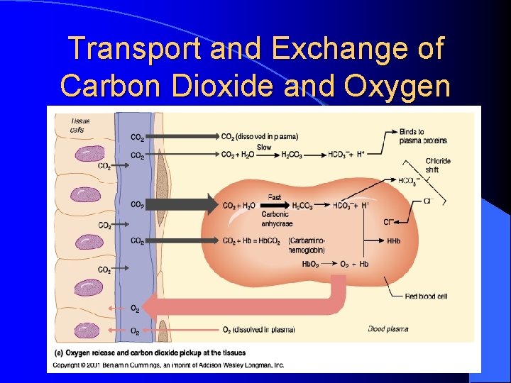 Transport and Exchange of Carbon Dioxide and Oxygen 