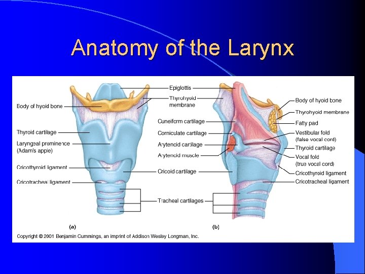 Anatomy of the Larynx 