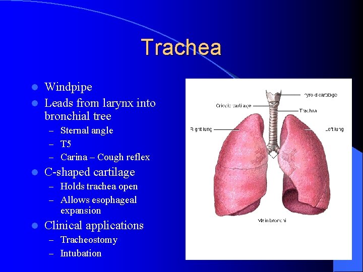 Trachea Windpipe l Leads from larynx into bronchial tree l – Sternal angle –