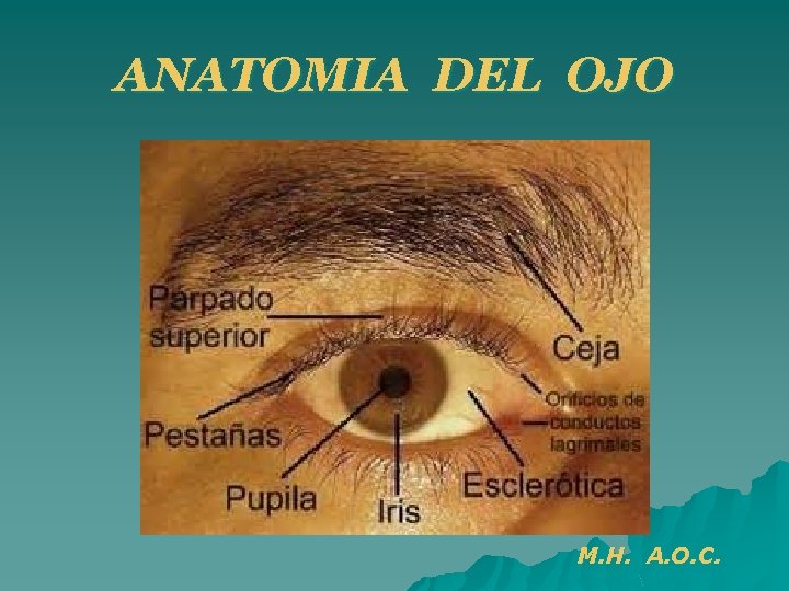 ANATOMIA DEL OJO M. H. A. O. C. 