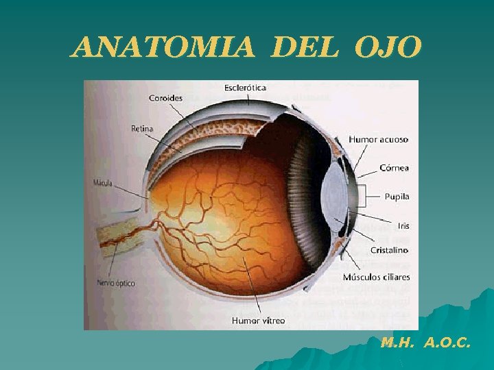 ANATOMIA DEL OJO M. H. A. O. C. 