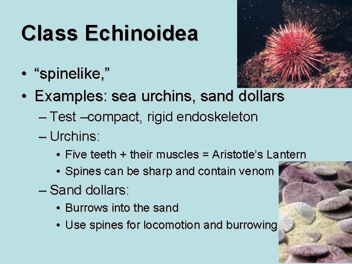 Class Echinoidea • “spinelike, ” • Examples: sea urchins, sand dollars – Test –compact,