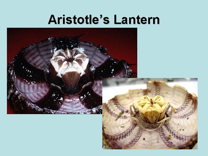 Aristotle’s Lantern 