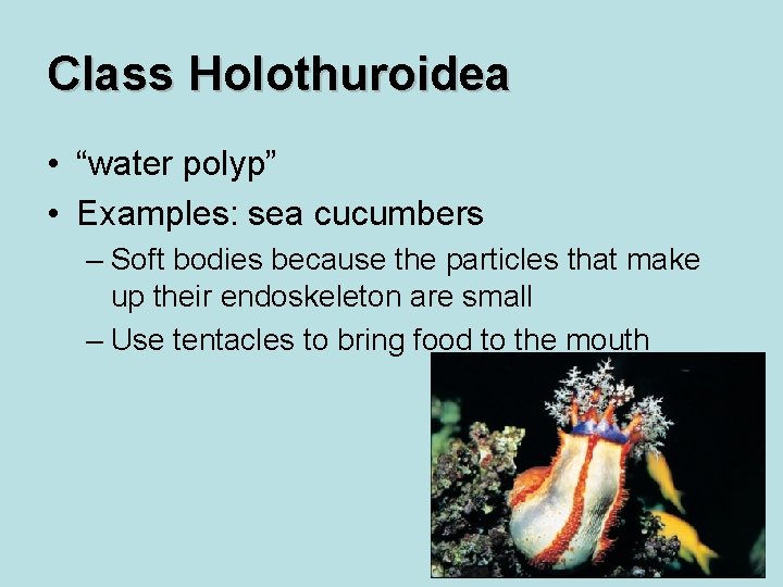 Class Holothuroidea • “water polyp” • Examples: sea cucumbers – Soft bodies because the