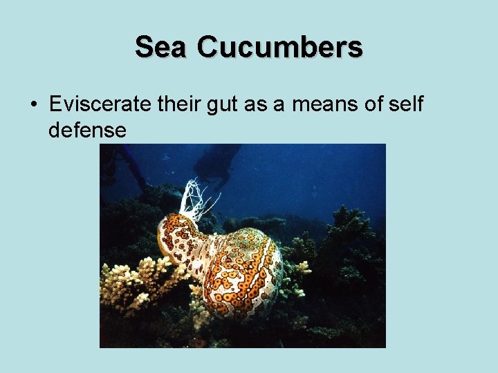 Sea Cucumbers • Eviscerate their gut as a means of self defense 