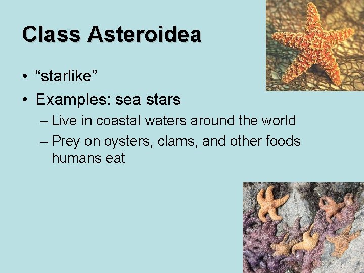 Class Asteroidea • “starlike” • Examples: sea stars – Live in coastal waters around