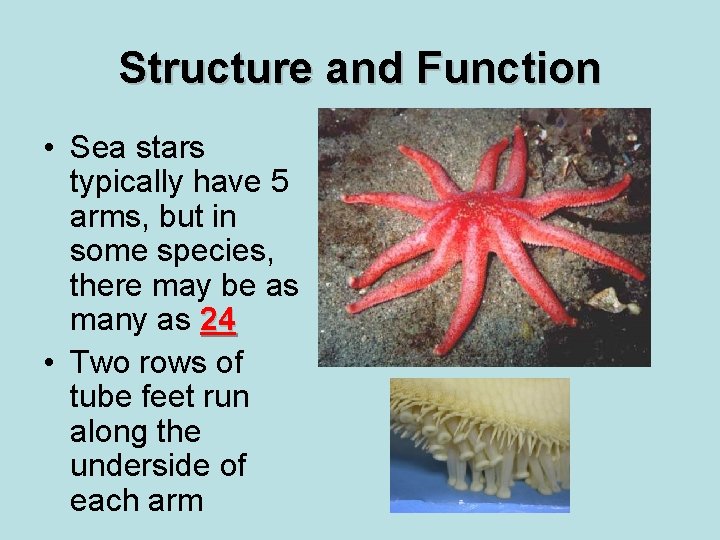 Structure and Function • Sea stars typically have 5 arms, but in some species,