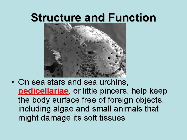 Structure and Function • On sea stars and sea urchins, pedicellariae or little pincers,