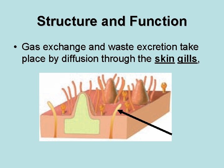 Structure and Function • Gas exchange and waste excretion take place by diffusion through