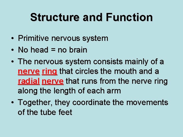 Structure and Function • • • Primitive nervous system No head = no brain