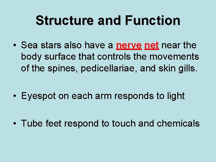Structure and Function • Sea stars also have a nerve net near the body