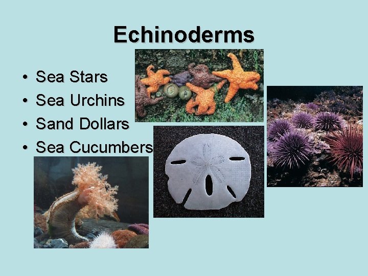 Echinoderms • • Sea Stars Sea Urchins Sand Dollars Sea Cucumbers 