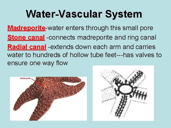 Water-Vascular System Madreporite-water enters through this small pore Madreporite Stone canal -connects madreporite and