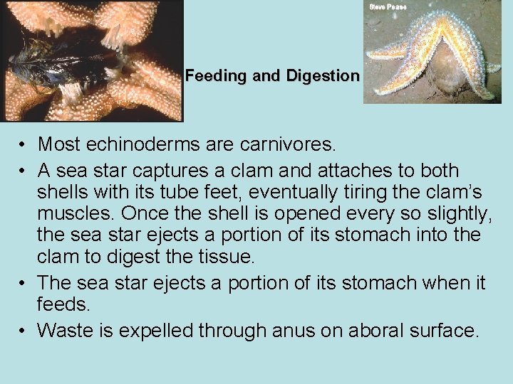 Feeding and Digestion • Most echinoderms are carnivores. • A sea star captures a