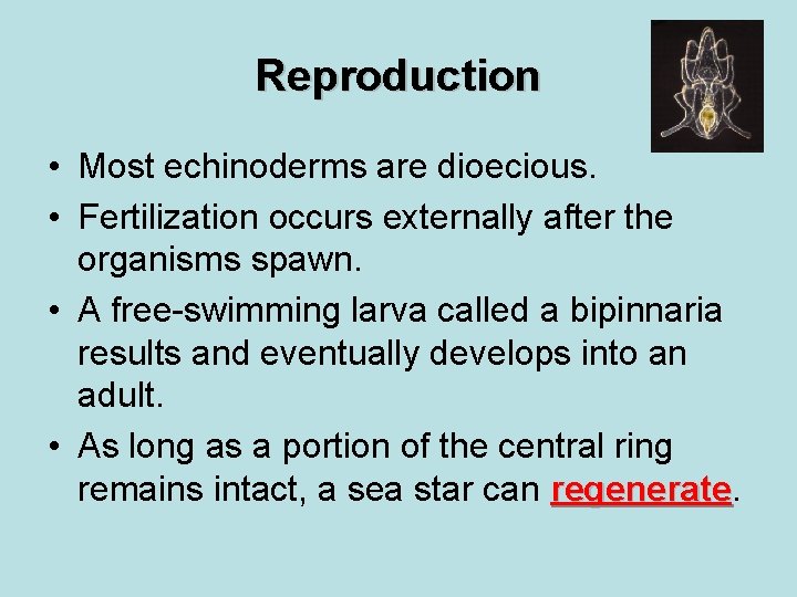 Reproduction • Most echinoderms are dioecious. • Fertilization occurs externally after the organisms spawn.