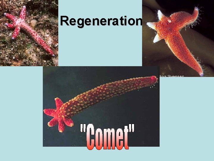 Regeneration 