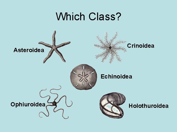 Which Class? Asteroidea Crinoidea Echinoidea Ophiuroidea Holothuroidea 