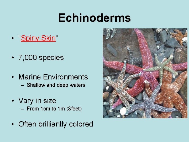 Echinoderms • “Spiny Skin” • 7, 000 species • Marine Environments – Shallow and