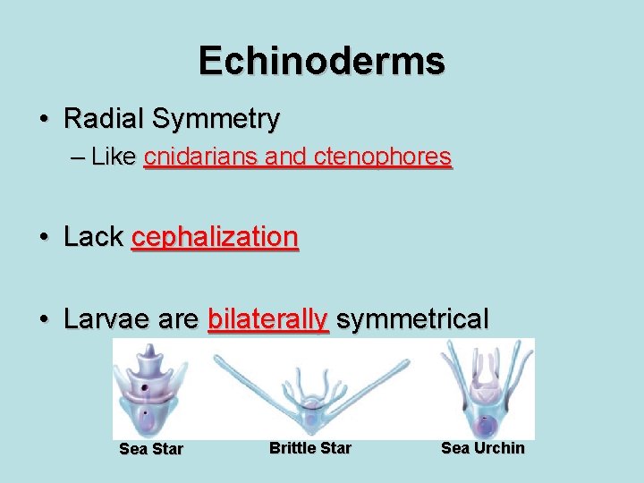 Echinoderms • Radial Symmetry – Like cnidarians and ctenophores • Lack cephalization • Larvae