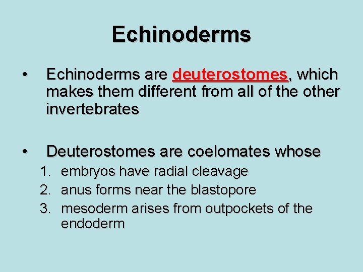 Echinoderms • Echinoderms are deuterostomes, which makes them different from all of the other