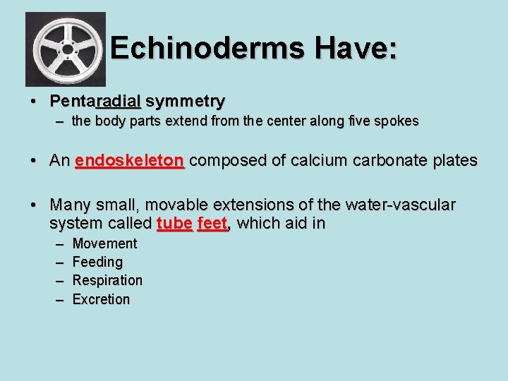 Echinoderms Have: • Pentaradial symmetry – the body parts extend from the center along