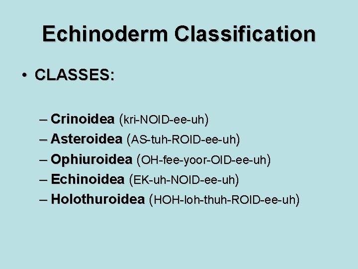 Echinoderm Classification • CLASSES: – Crinoidea (kri-NOID-ee-uh) – Asteroidea (AS-tuh-ROID-ee-uh) – Ophiuroidea (OH-fee-yoor-OID-ee-uh) –