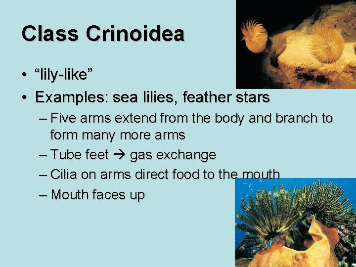 Class Crinoidea • “lily-like” • Examples: sea lilies, feather stars – Five arms extend