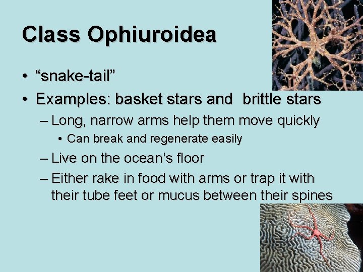 Class Ophiuroidea • “snake-tail” • Examples: basket stars and brittle stars – Long, narrow