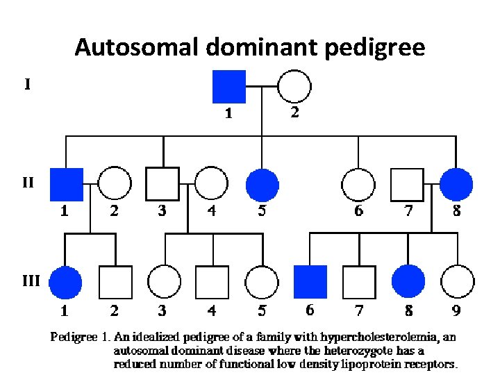 Autosomal dominant pedigree 