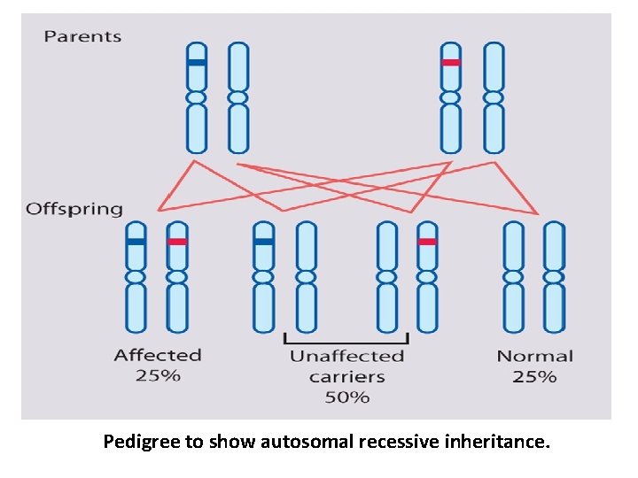 Pedigree to show autosomal recessive inheritance. 