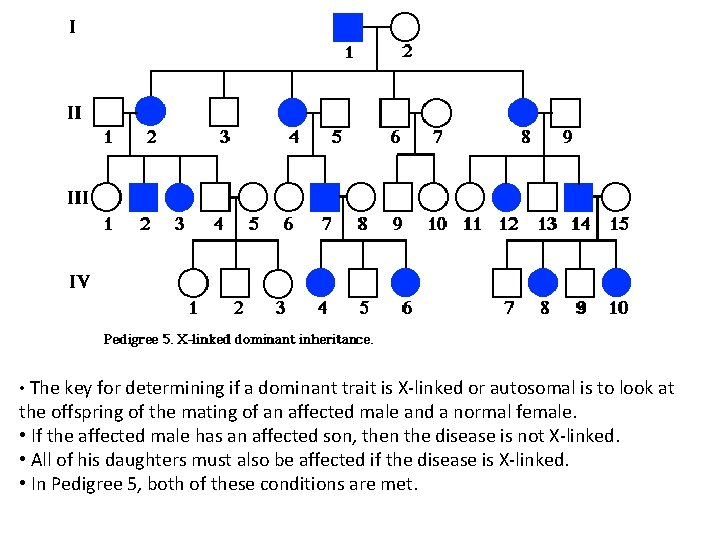  • The key for determining if a dominant trait is X-linked or autosomal