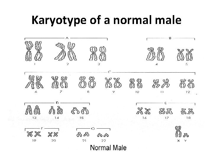 Karyotype of a normal male 