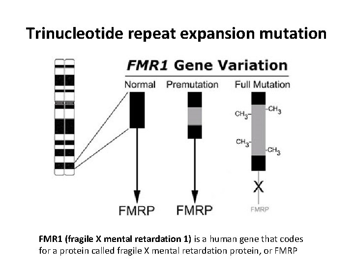 Trinucleotide repeat expansion mutation FMR 1 (fragile X mental retardation 1) is a human