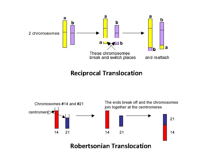 Reciprocal Translocation Robertsonian Translocation 