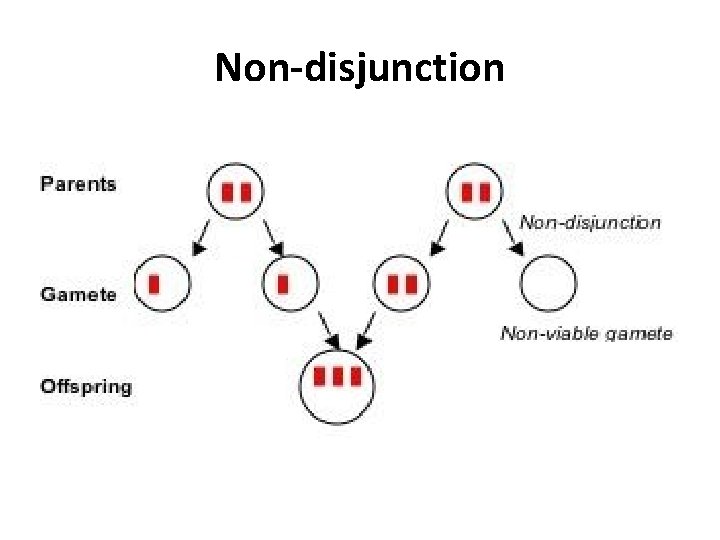 Non-disjunction 