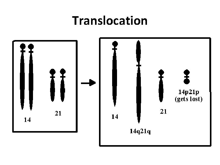 Translocation 