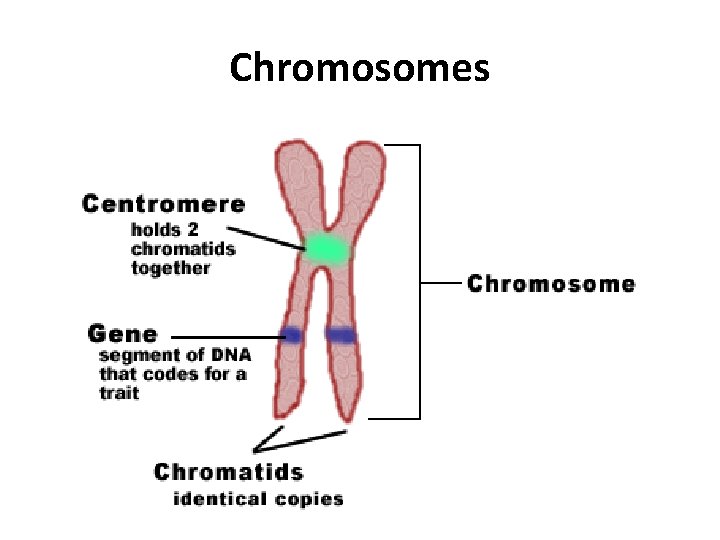 Chromosomes 