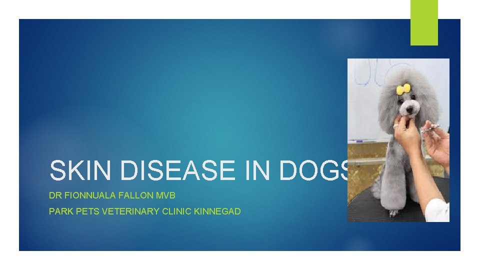 SKIN DISEASE IN DOGS DR FIONNUALA FALLON MVB PARK PETS VETERINARY CLINIC KINNEGAD 