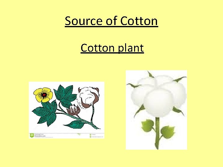 Source of Cotton plant 