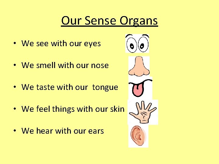 Our Sense Organs • We see with our eyes • We smell with our