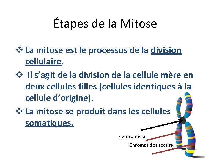 Étapes de la Mitose v La mitose est le processus de la division cellulaire.