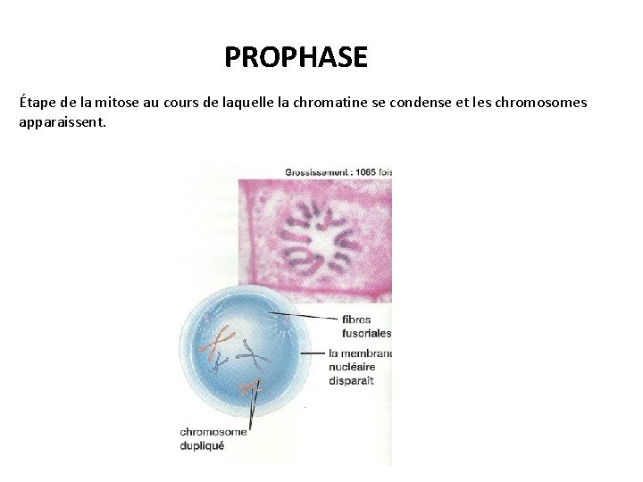 PROPHASE Étape de la mitose au cours de laquelle la chromatine se condense et