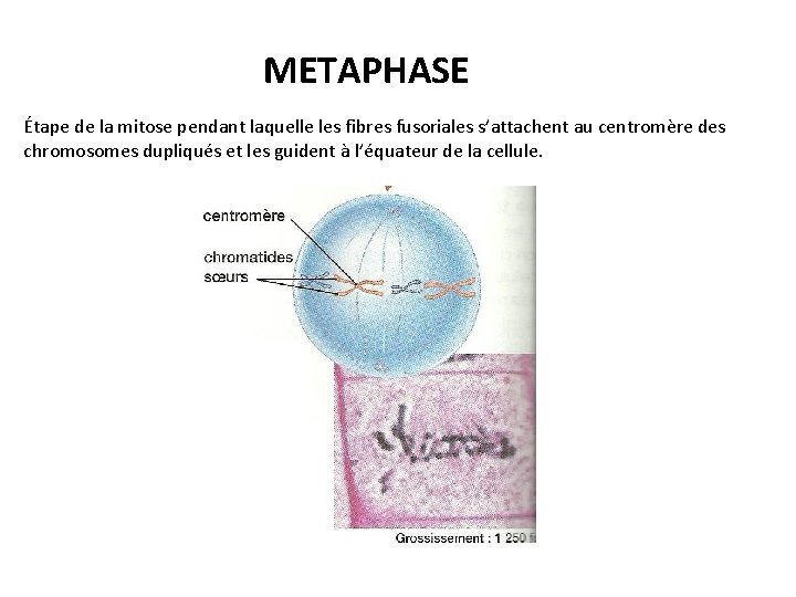 METAPHASE Étape de la mitose pendant laquelle les fibres fusoriales s’attachent au centromère des