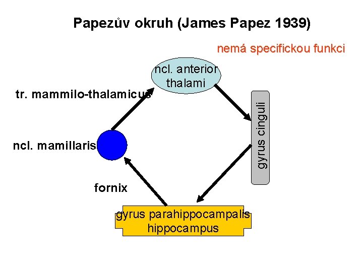 Papezův okruh (James Papez 1939) nemá specifickou funkci gyrus cinguli tr. mammilo-thalamicus ncl. anterior