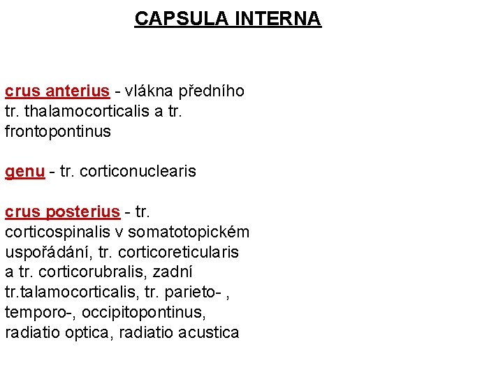 CAPSULA INTERNA crus anterius - vlákna předního tr. thalamocorticalis a tr. frontopontinus genu -
