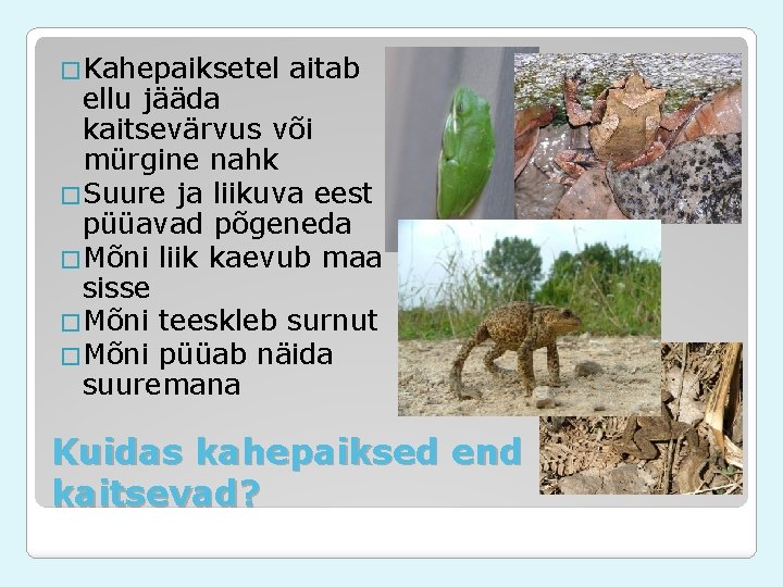 �Kahepaiksetel aitab ellu jääda kaitsevärvus või mürgine nahk �Suure ja liikuva eest püüavad põgeneda �Kahepaiksetel aitab ellu jääda kaitsevärvus või mürgine nahk �Suure ja liikuva eest püüavad põgeneda