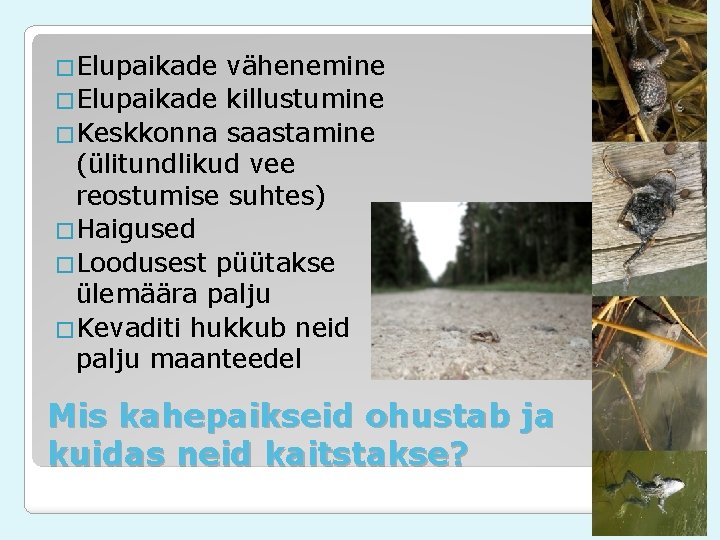 �Elupaikade vähenemine �Elupaikade killustumine �Keskkonna saastamine (ülitundlikud vee reostumise suhtes) �Haigused �Loodusest püütakse ülemäära �Elupaikade vähenemine �Elupaikade killustumine �Keskkonna saastamine (ülitundlikud vee reostumise suhtes) �Haigused �Loodusest püütakse ülemäära