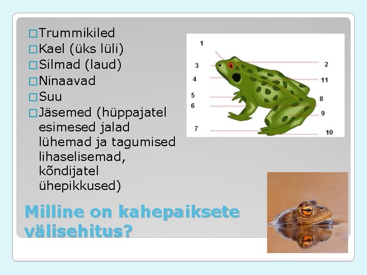 � Trummikiled � Kael (üks lüli) � Silmad (laud) � Ninaavad � Suu � � Trummikiled � Kael (üks lüli) � Silmad (laud) � Ninaavad � Suu �